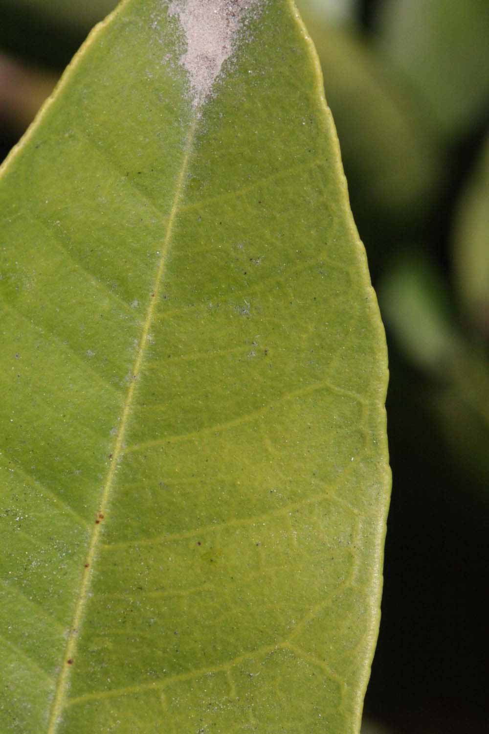              Margin (Riverside, CA)       